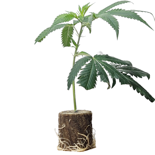 Jungle WIFI - Jungle Boys