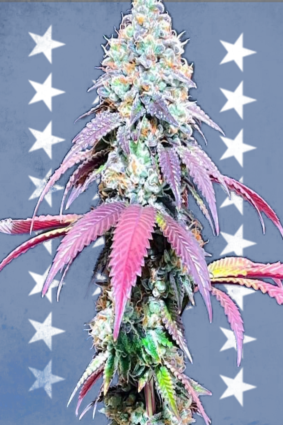 Jungle WIFI - Jungle Boys