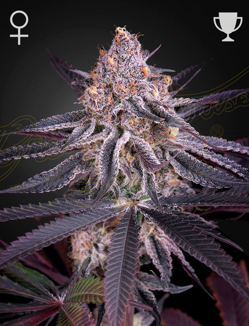 King's Juice - Greenhouse Seed Co.