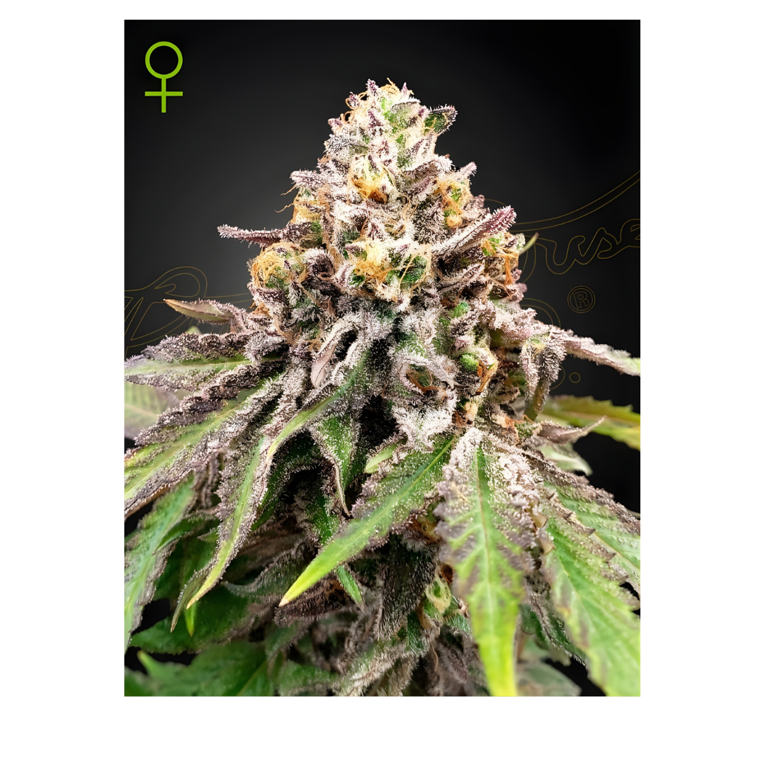Blue Haze x Gelato 41 Auto - Greenhouse Seed Co.