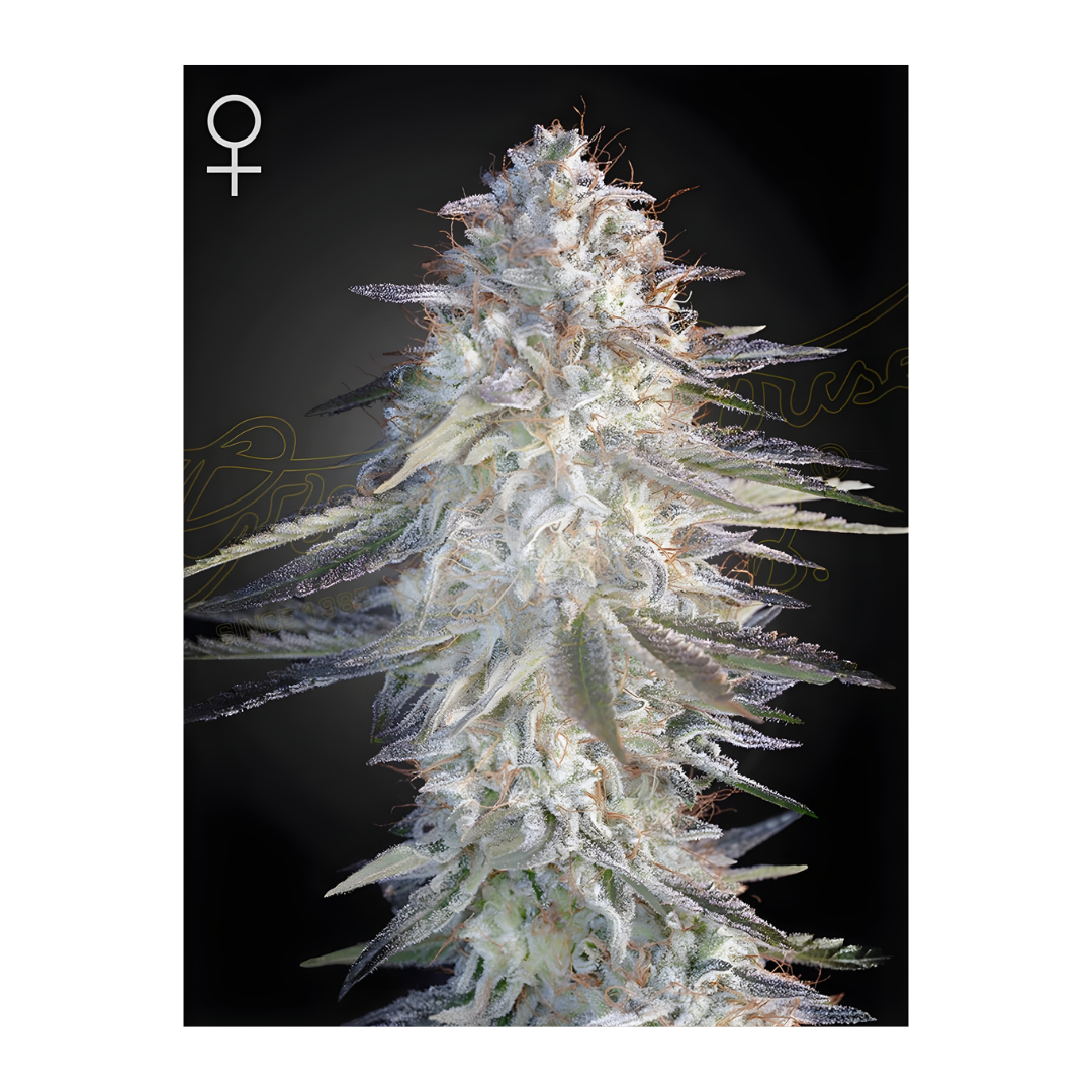 Super Lemon Haze x Pink Candy - Greenhouse Seed Co.