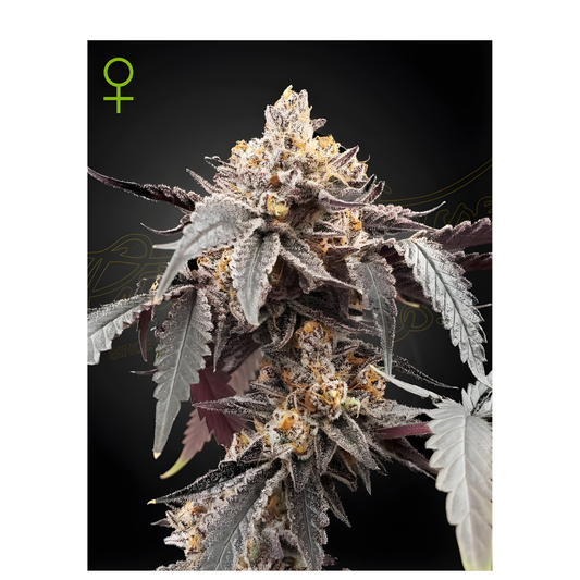 Guava x Gelato 41 Auto - Greenhouse Seed Co.