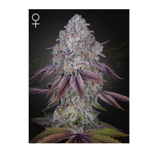 Persian Pie - Greenhouse Seed Co.