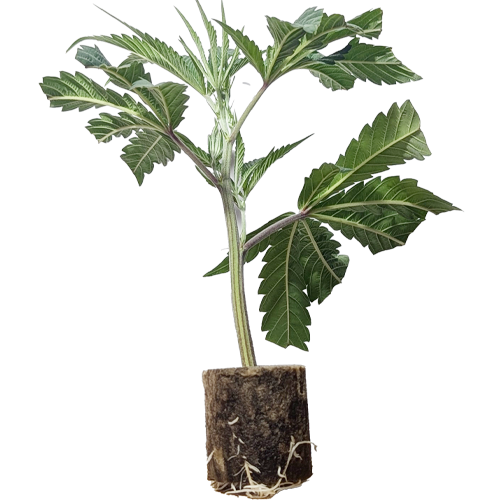 LA Vanilla Cake - Silent Seeds