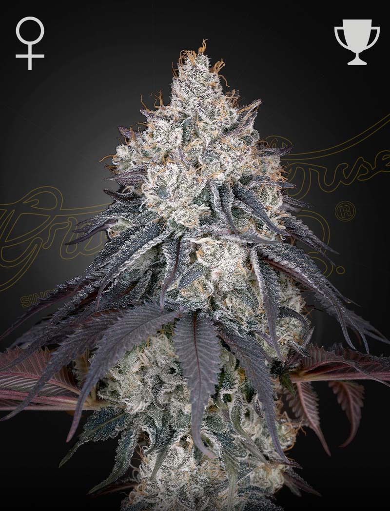 Lemon Orange - Greenhouse Seed Co.