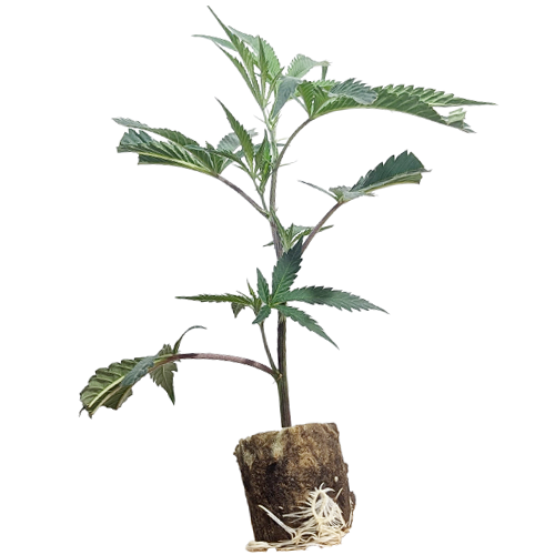 La Bomba - Compound Genetics Cut