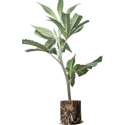 London Mint Cake - TH Seeds