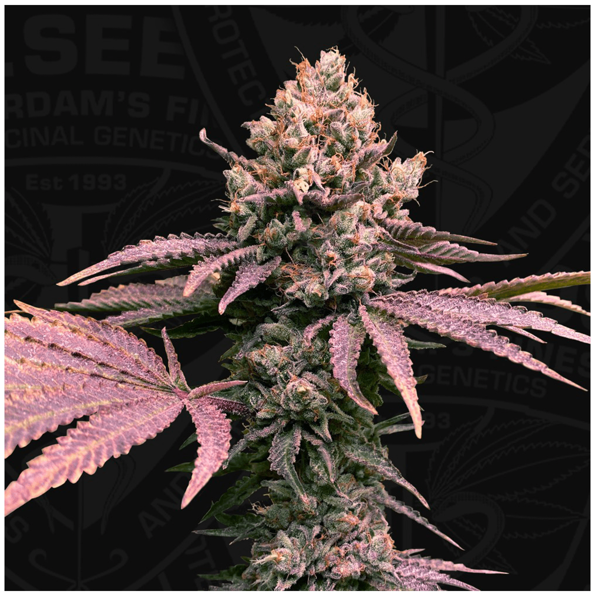 London Mint Cake - TH Seeds