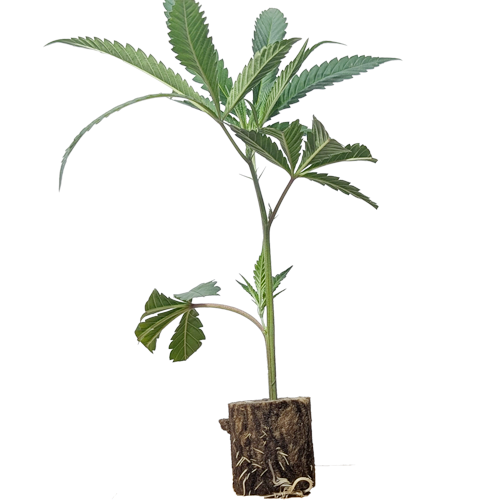 Lemon Cherry Gelato - Backpackboys