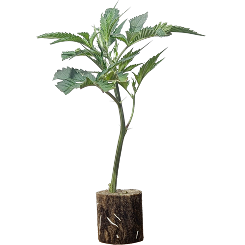 Prezzure - US Premium Cut