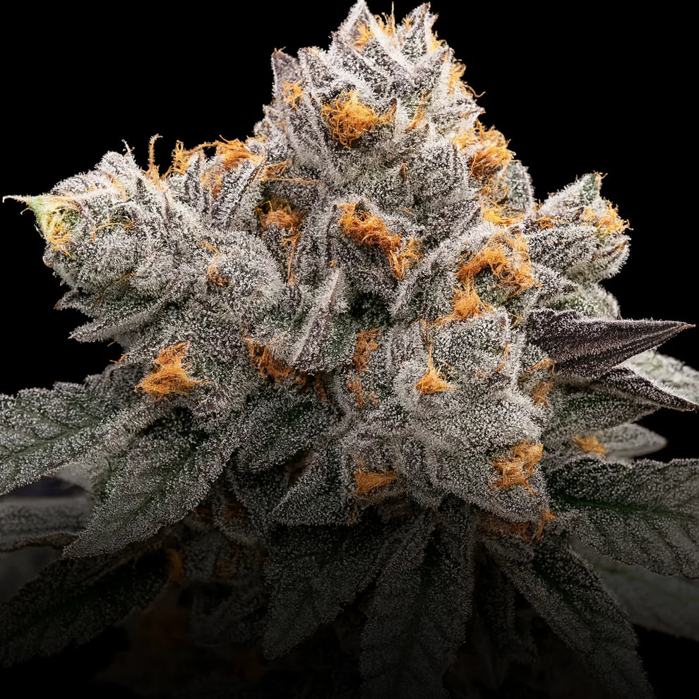 Permanent Chimera - Beleaf Premium Cut