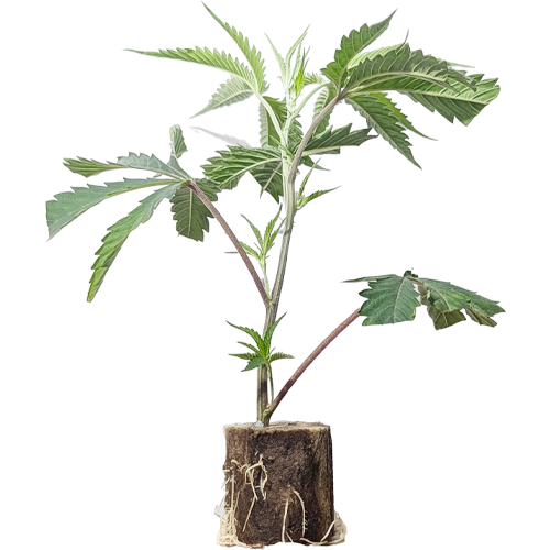 Permanent Marker - Seedjunky Genetics x Doja Cut