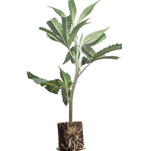 Pineapple Fruz - Seedjunky Genetics