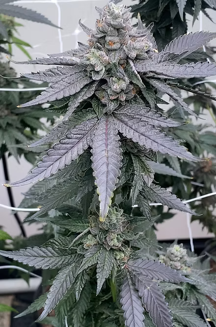 Prezzure - Fiya Farmer Cut