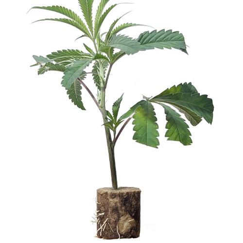 Rainbow Pave - Compound Genetics