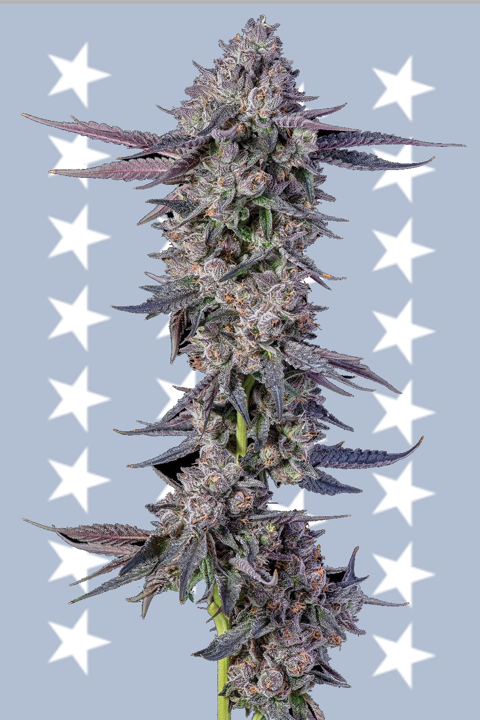 Rainbow Pave - Compound Genetics