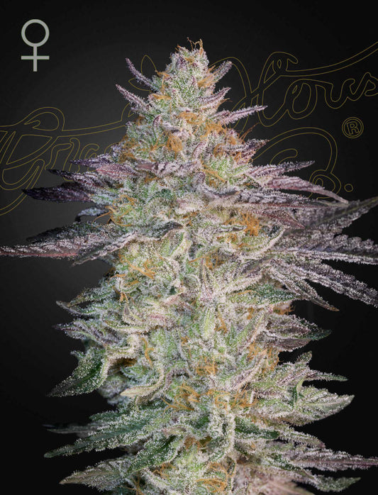 Super Banana Mango - Greenhouse Seed Co.