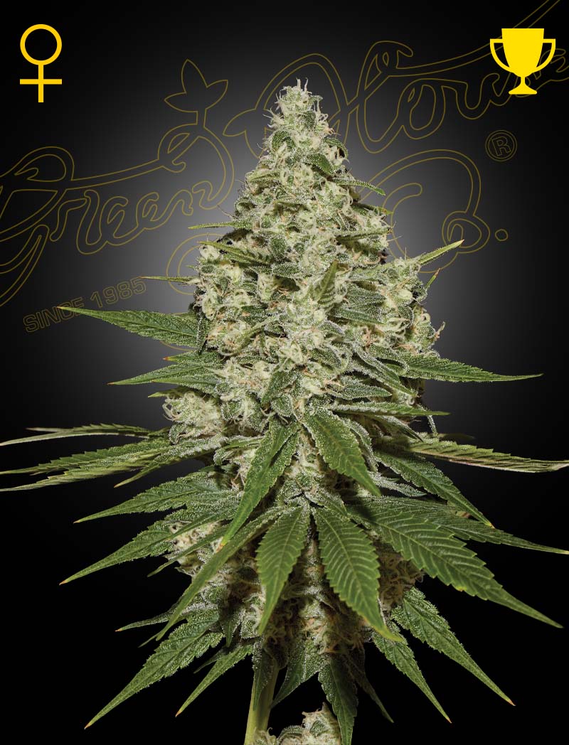 Super Lemon Haze - Green House Seeds