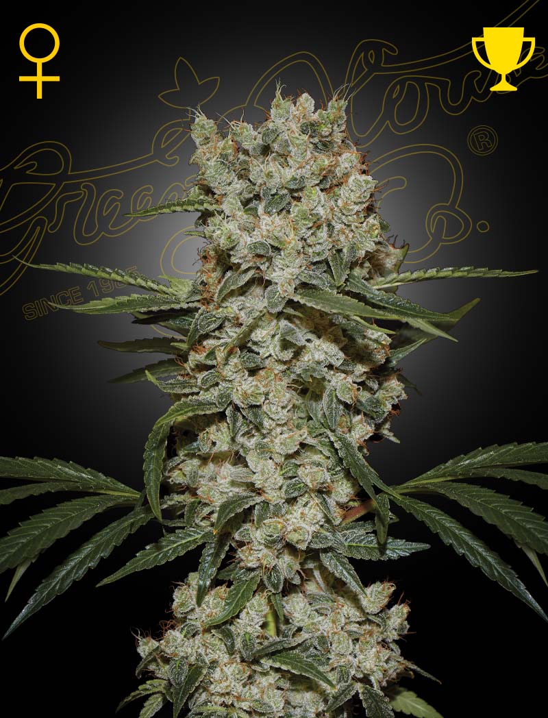 Super Silver Haze - Green House Seeds