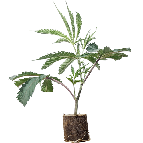 Banana Runtz - Black Runtz Cut (Solfire)