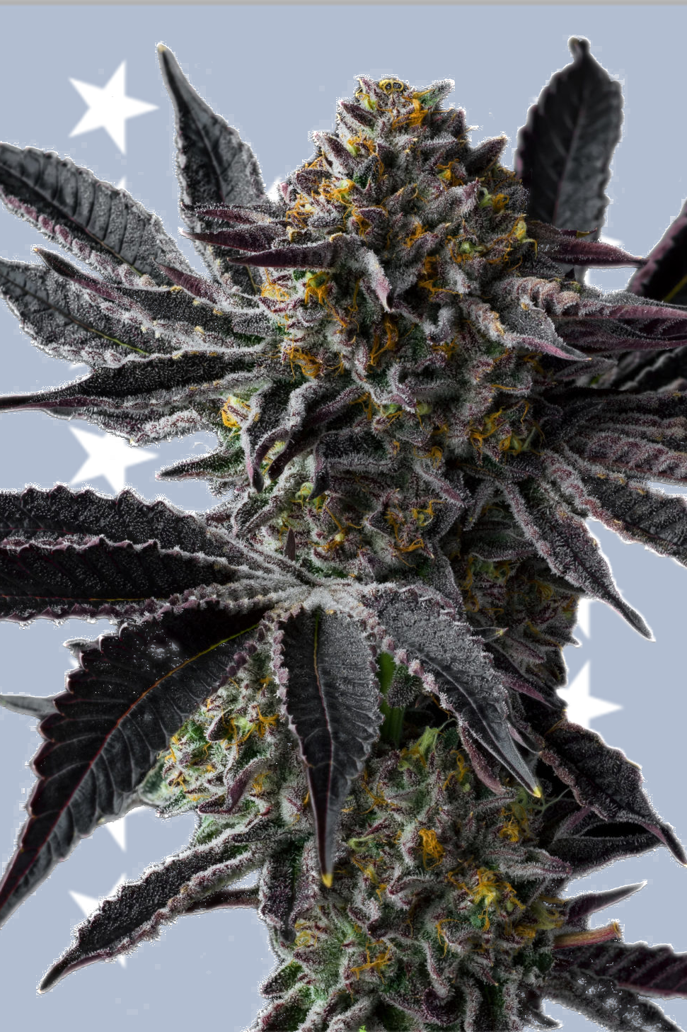 Strawberry Pave - Compound Genetics