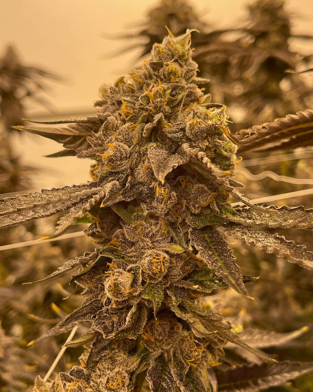 Studio 54 - Deep East Farms x Doja Pak