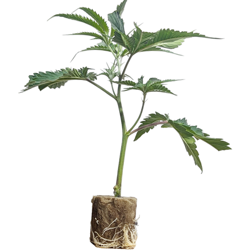 Super Buff Cherry #26 - GMLS Breeder Cut