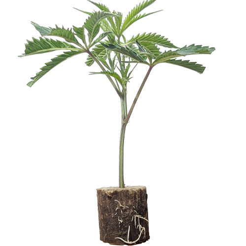 Triple Chocolate Chip - Exotic Genetix