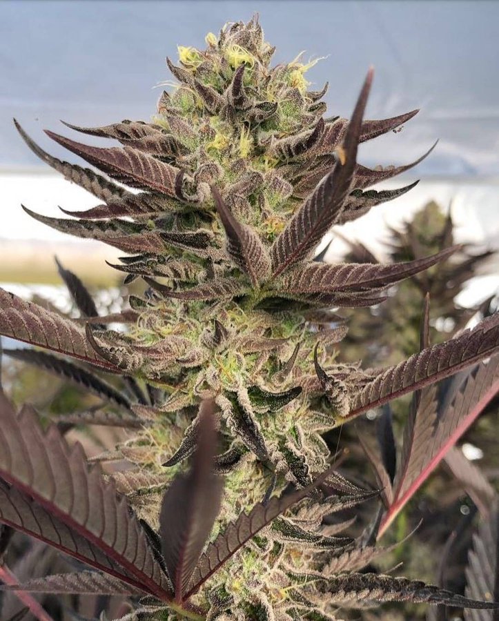 Triple Chocolate Chip - Exotic Genetix