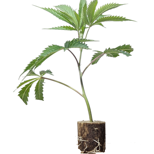 Wedding Cake - Jungle Boys