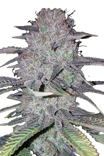 Wedding Cake - Jungle Boys