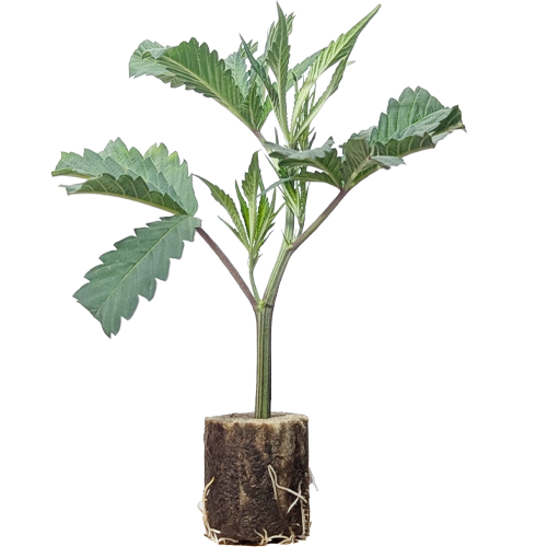 Zombie Kush - Ripper Seeds