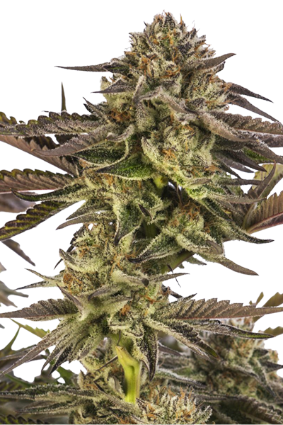 Zombie Kush - Ripper Seeds