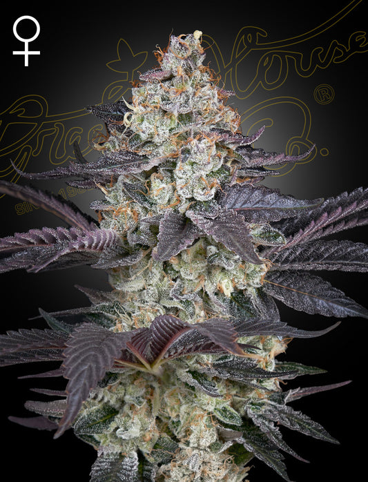 Ztrawberry - Greenhouse Seed Co.