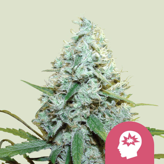 AMG - Royal Queen Seeds