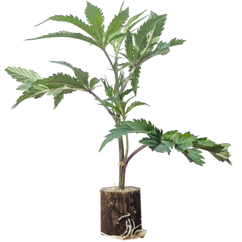 Zoap - Deep East Farms & Doja Premium Cut