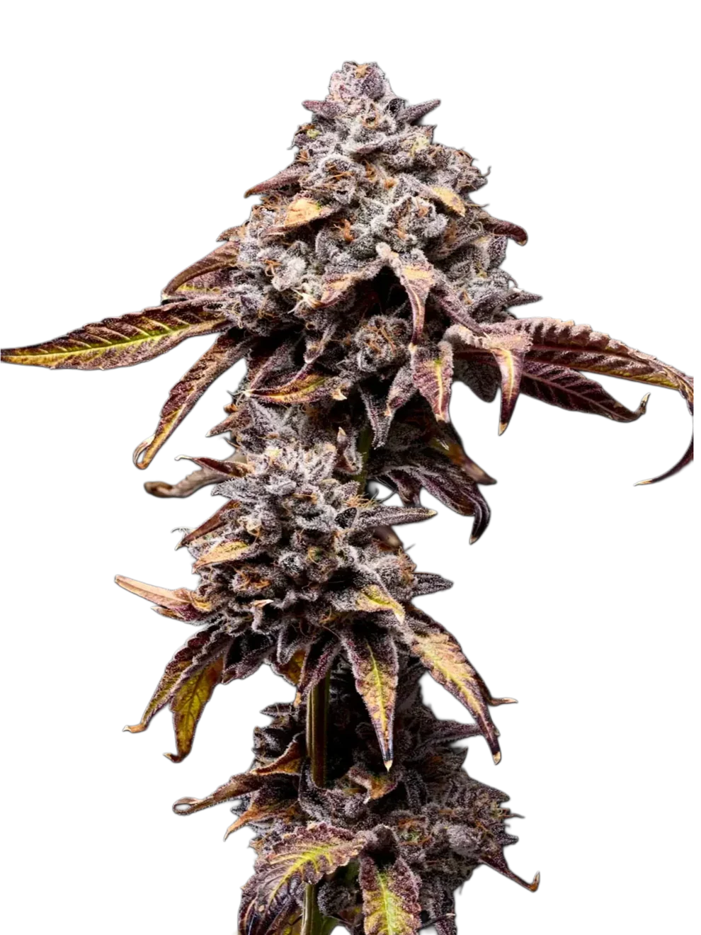 Bananaconda #4 - Honey Sticks Genetics