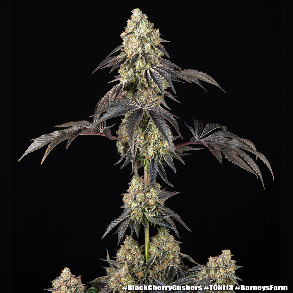 Black Cherry Gushers - Barneys Farm