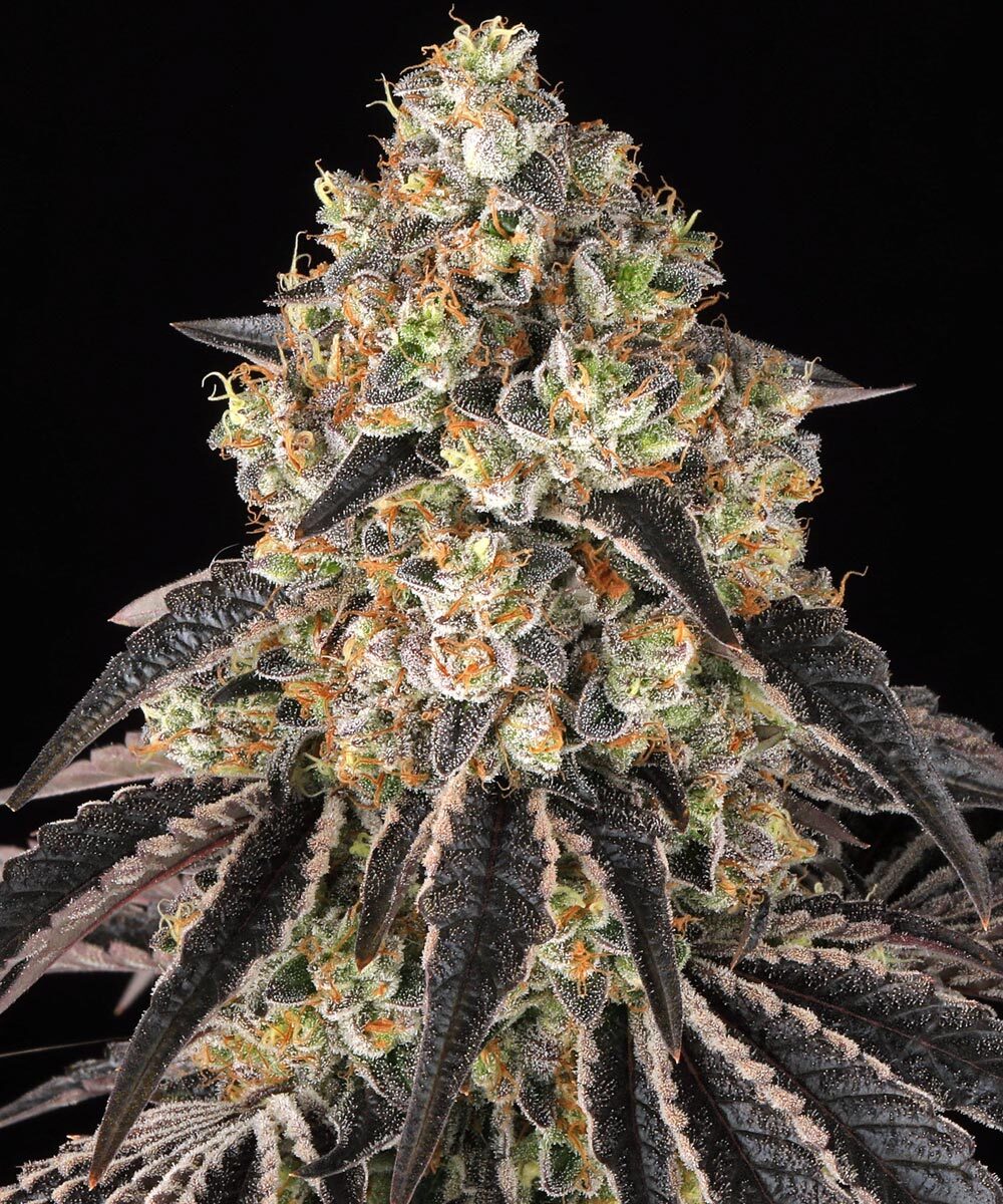 Black Cherry Gushers - Barneys Farm