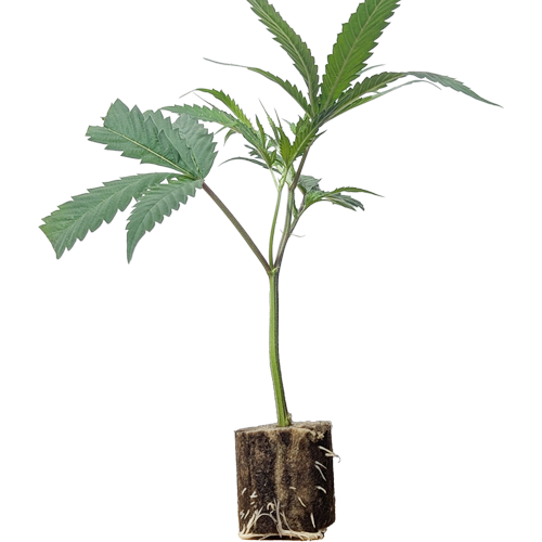 Super Silver Haze - Green House Seeds