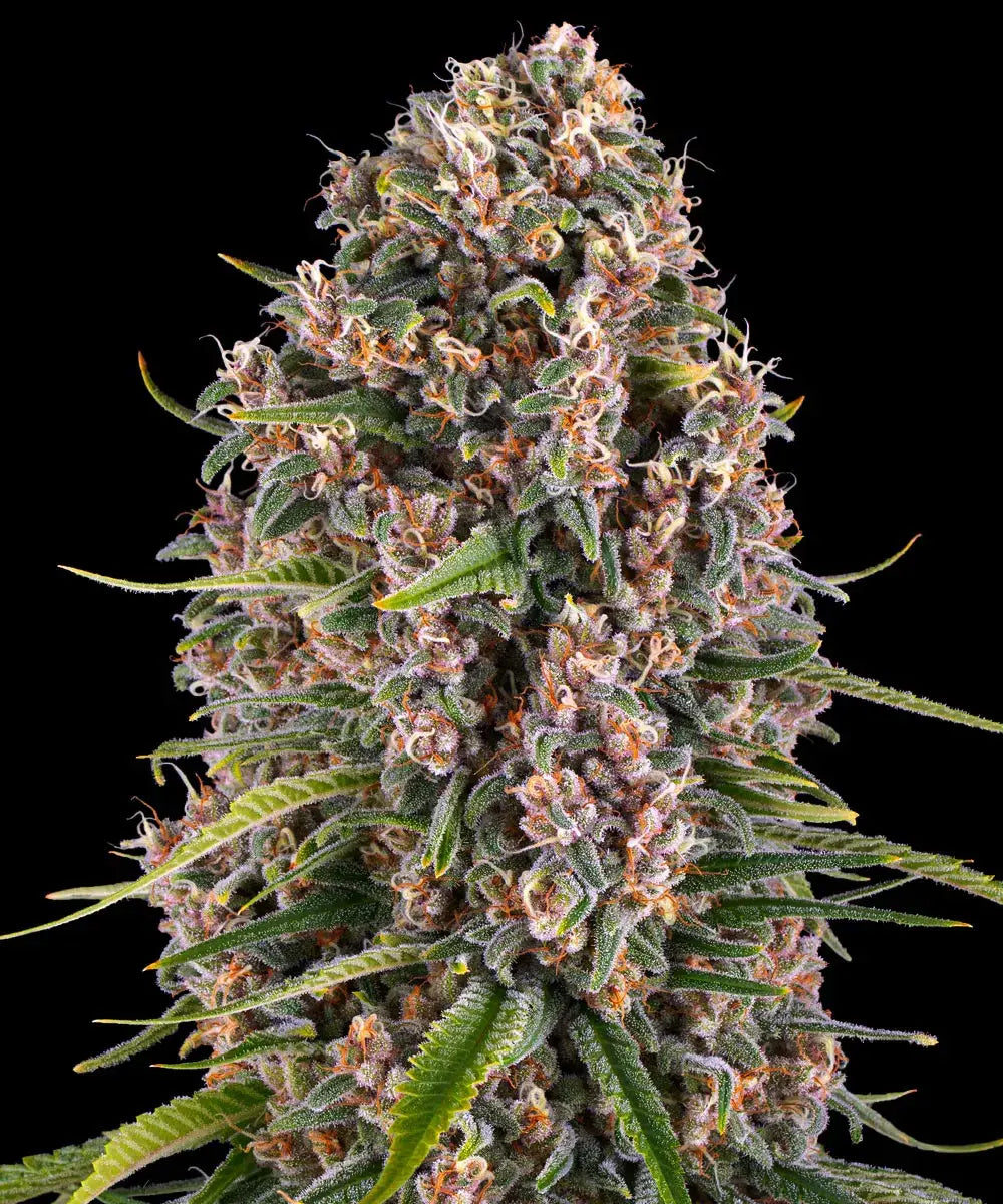 Blue Cheese - Barneys Farm Seeds