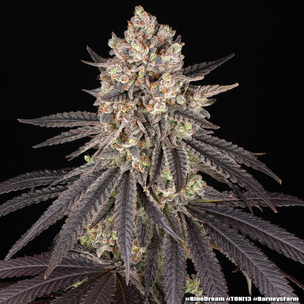 Blue Dream - Barneys Farm