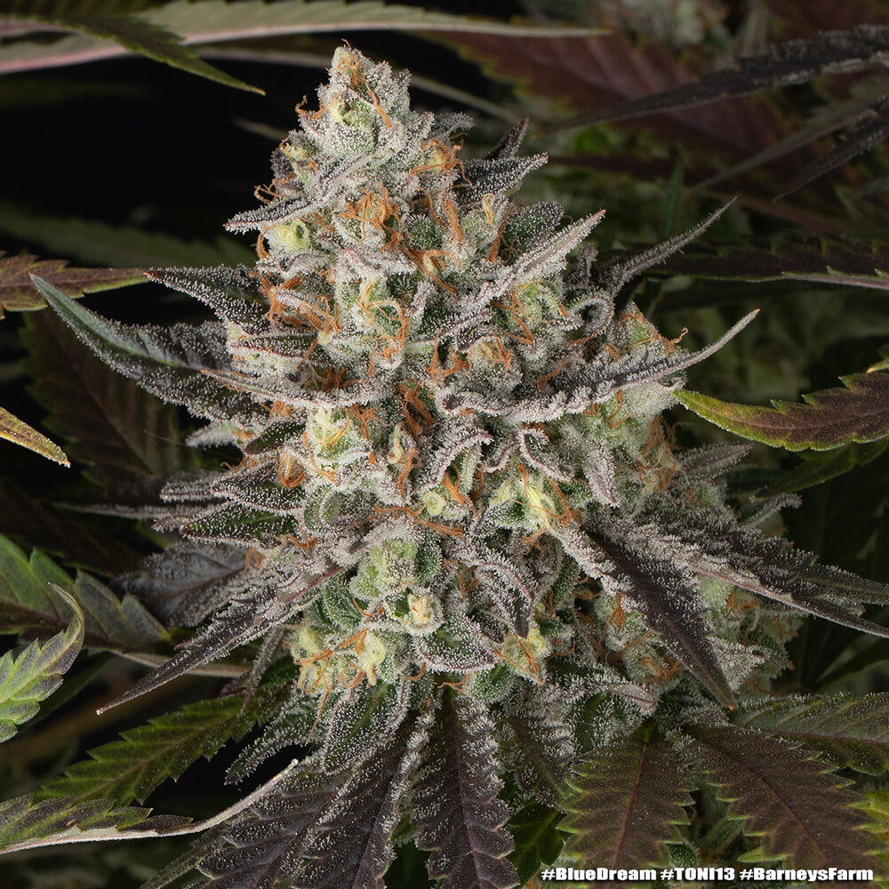 Blue Dream - Barneys Farm