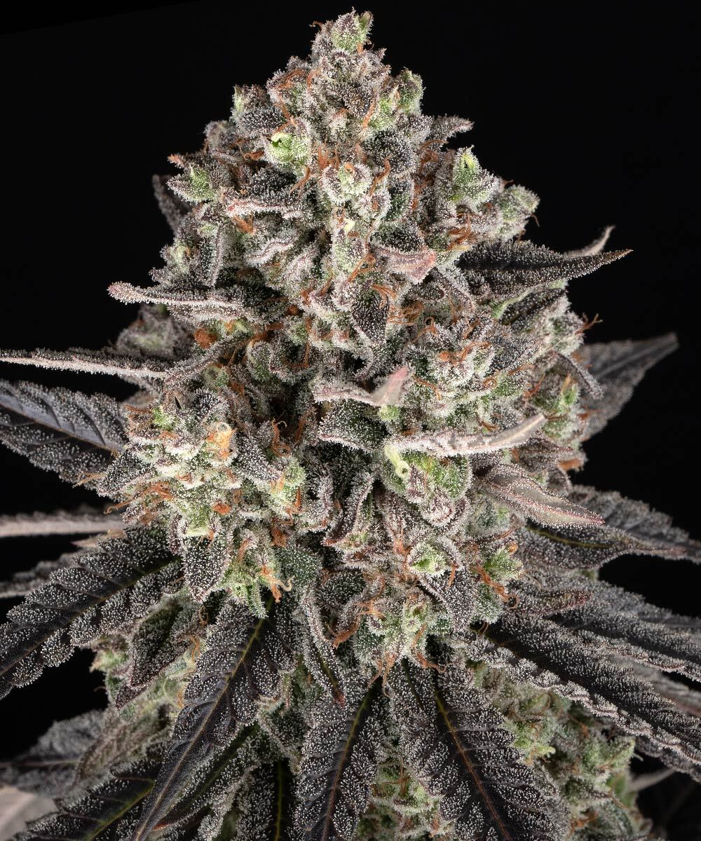 Blue Dream - Barneys Farm