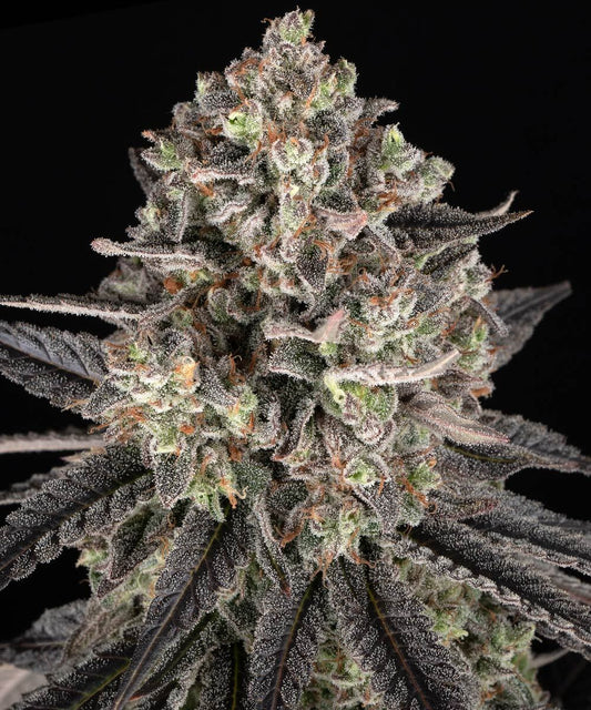 Blue Dream - Barneys Farm