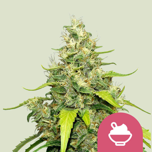 Blue Gelato - Royal Queen Seeds