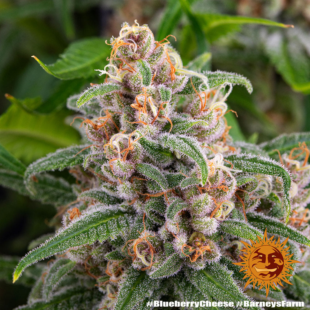 Blue Cheese - Barneys Farm Seeds