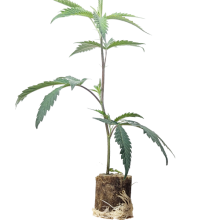 Bubba Kush - Humboldt Seeds