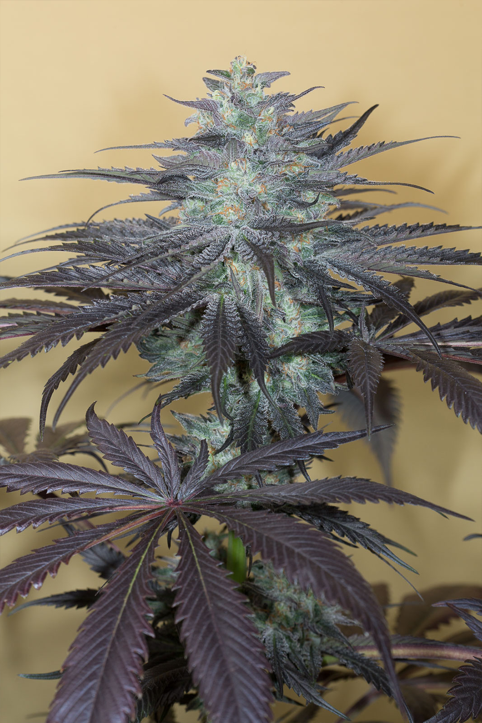 Bubba Kush - Humboldt Seeds