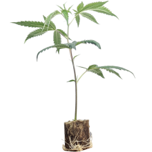 Canalope Haze - DNA Genetics